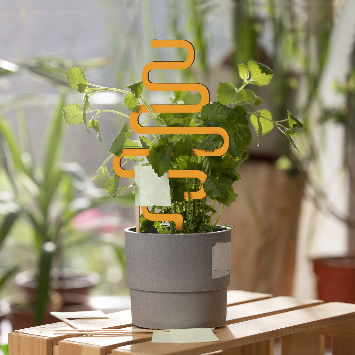 Plant Growing trellis