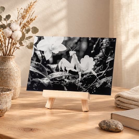 Mantis & Orchid Acrylic Engraved Decorative Art