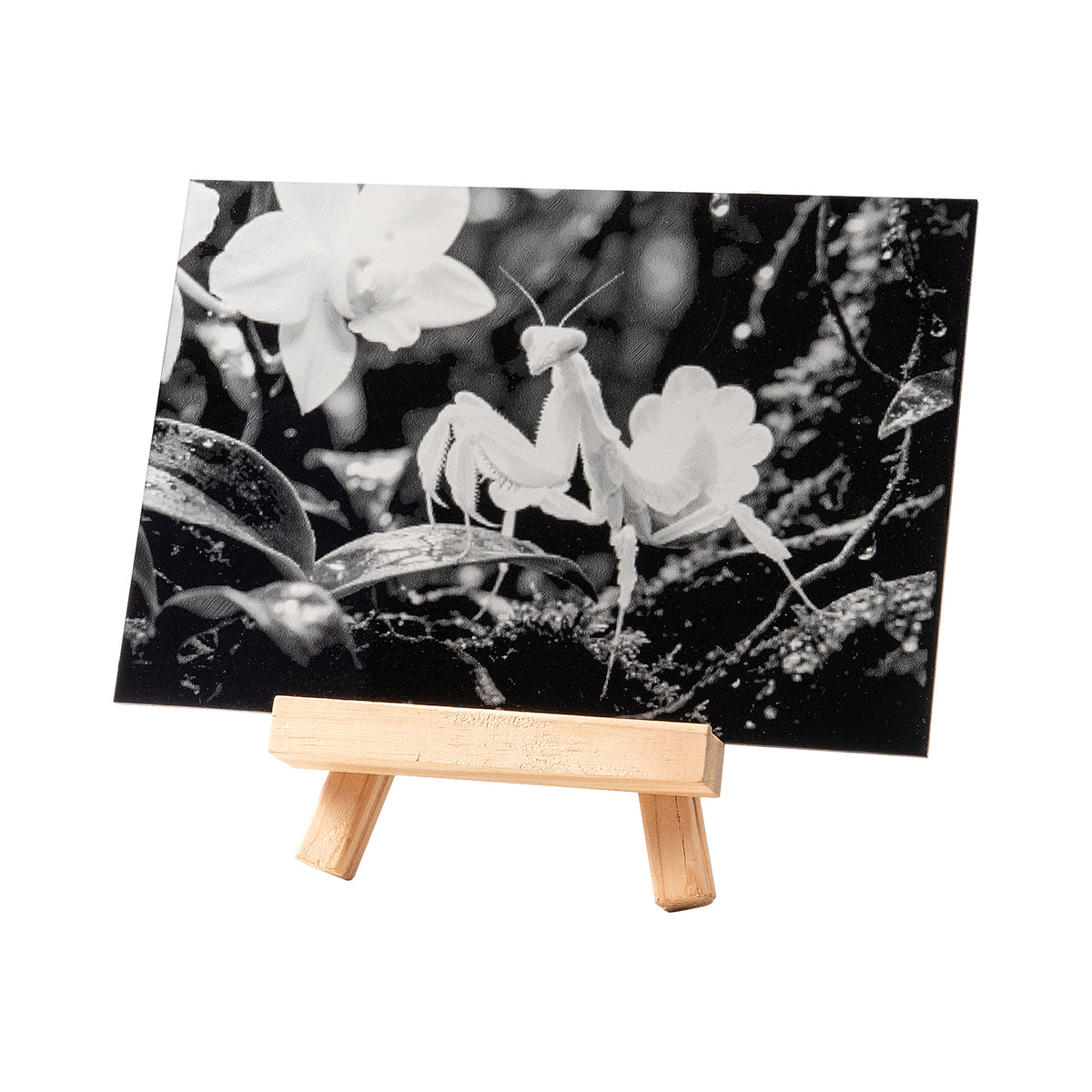Mantis & Orchid Acrylic Engraved Decorative Art